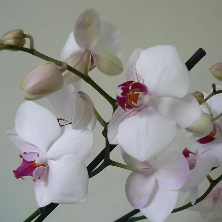 Au Cedre D'or * Lambersart